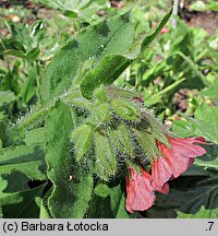 Pulmonaria rubra (miodunka czerwona)