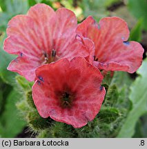 Pulmonaria rubra (miodunka czerwona)