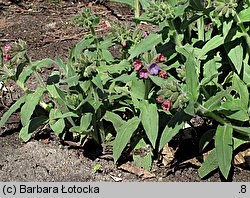 Pulmonaria rubra (miodunka czerwona)