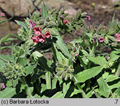 Pulmonaria rubra (miodunka czerwona)