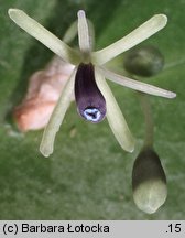 Ruscus hypoglossum (myszopłoch)