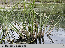 Sagittaria sagittifolia (strzałka wodna)