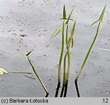 Sagittaria sagittifolia (strzałka wodna)