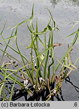 Sagittaria sagittifolia (strzałka wodna)