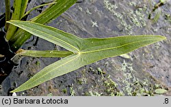 Sagittaria sagittifolia (strzałka wodna)