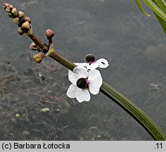 Sagittaria sagittifolia (strzałka wodna)