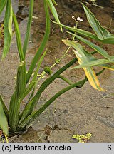 Sagittaria sagittifolia (strzałka wodna)