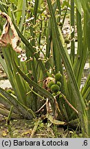 Sagittaria sagittifolia (strzałka wodna)