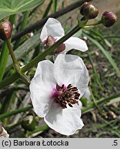 Sagittaria sagittifolia (strzałka wodna)