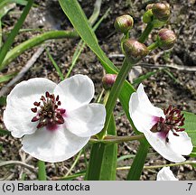 Sagittaria sagittifolia (strzałka wodna)