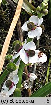 Sagittaria sagittifolia (strzałka wodna)