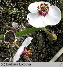 Sagittaria sagittifolia (strzałka wodna)