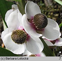 Sagittaria sagittifolia (strzałka wodna)