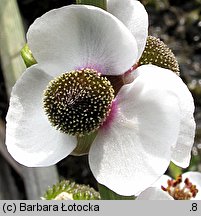 Sagittaria sagittifolia (strzałka wodna)