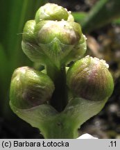 Sagittaria sagittifolia (strzałka wodna)