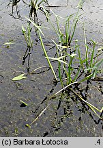 Sagittaria sagittifolia (strzałka wodna)