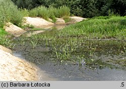 Sagittaria sagittifolia (strzałka wodna)