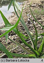 Sagittaria sagittifolia (strzałka wodna)