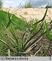 Sagittaria sagittifolia (strzałka wodna)