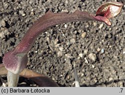 Sauromatum guttatum (pałczycha kroplista)