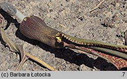 Sauromatum guttatum (pałczycha kroplista)