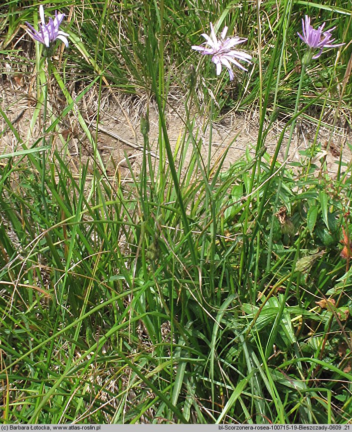 Scorzonera rosea (wężymord górski)