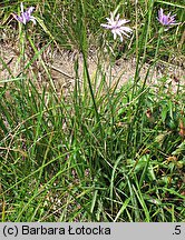 Scorzonera rosea (wężymord górski)