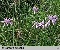 Scorzonera rosea (wężymord górski)