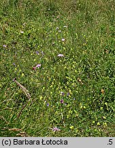 Scorzonera rosea (wężymord górski)