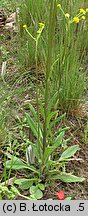 Senecio integrifolius (starzec polny)