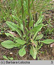 Senecio integrifolius (starzec polny)