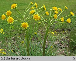 Senecio integrifolius (starzec polny)