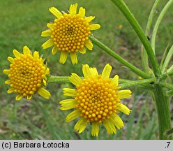 Senecio integrifolius (starzec polny)