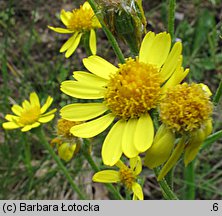 Senecio integrifolius (starzec polny)