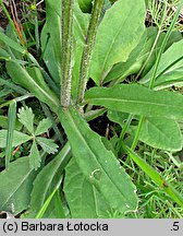 Senecio integrifolius (starzec polny)