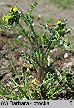 Senecio vulgaris (starzec zwyczajny)