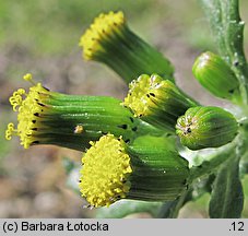 Senecio vulgaris (starzec zwyczajny)