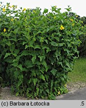 Silphium perfoliatum (różnik przerosłolistny)