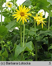 Silphium perfoliatum (różnik przerosłolistny)