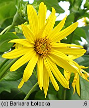 Silphium perfoliatum (różnik przerosłolistny)