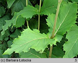 Silphium perfoliatum (różnik przerosłolistny)