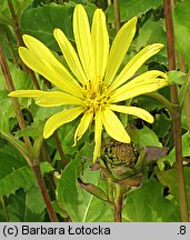 Silphium perfoliatum (różnik przerosłolistny)