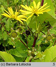 Silphium perfoliatum (różnik przerosłolistny)