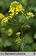 Sinapis alba (gorczyca jasna)