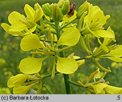 Sinapis alba (gorczyca jasna)