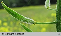 Sinapis alba (gorczyca jasna)