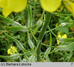 Sinapis alba (gorczyca jasna)