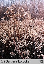 Solidago gigantea (nawłoć późna)