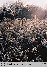 Solidago gigantea (nawłoć późna)