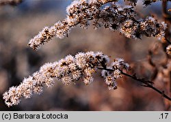 Solidago gigantea (nawłoć późna)